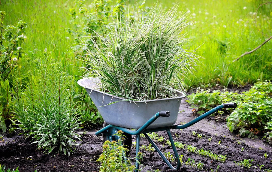 Wheelbarrow full with decorative sedges (Reed canary grass) for planting in a garden
