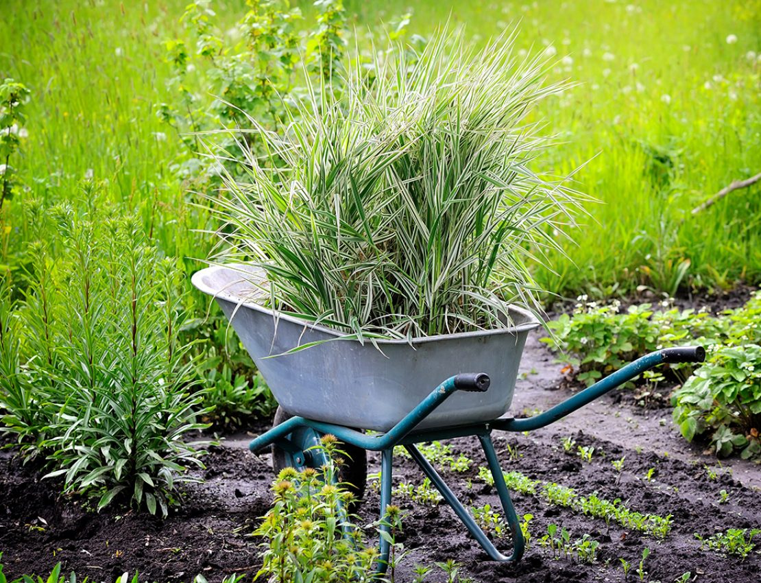 Wheelbarrow full with decorative sedges (Reed canary grass) for planting in a garden